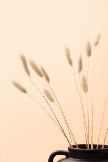 Bunny Grass Peach 01