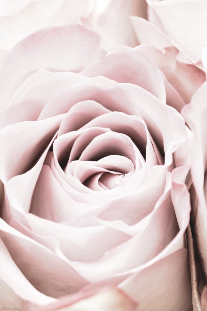 Pink Rose No 06 from Pictufy Studio III