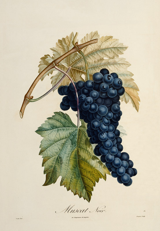 Blue grape Muscat Noir from Pierre Jean François Turpin