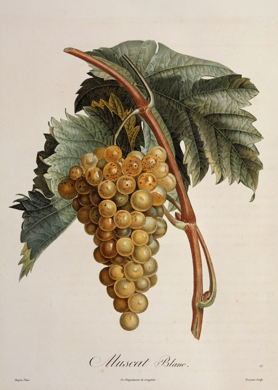 White grape Muscat Blanc from Pierre Jean François Turpin