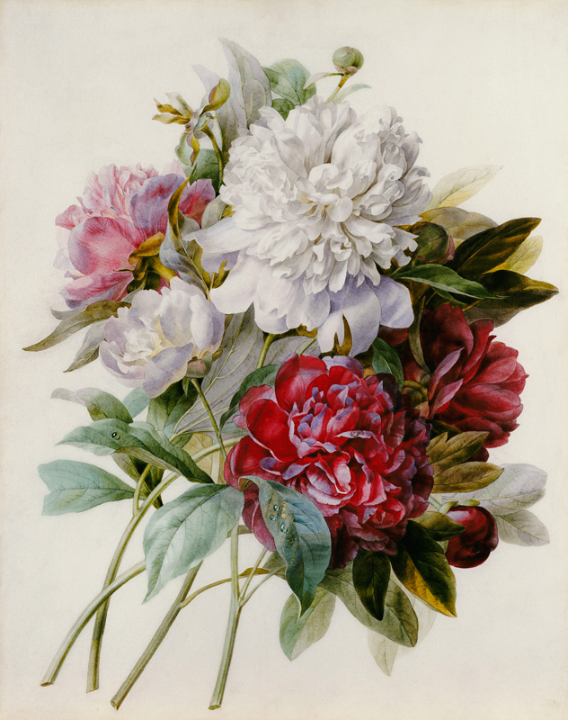 A Bouquet Of Red, Pink And White Peonies from Pierre Joseph Redouté