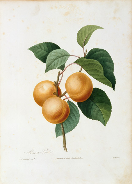 Apricot / Redouté from Pierre Joseph Redouté