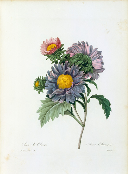 China aster from Pierre Joseph Redouté