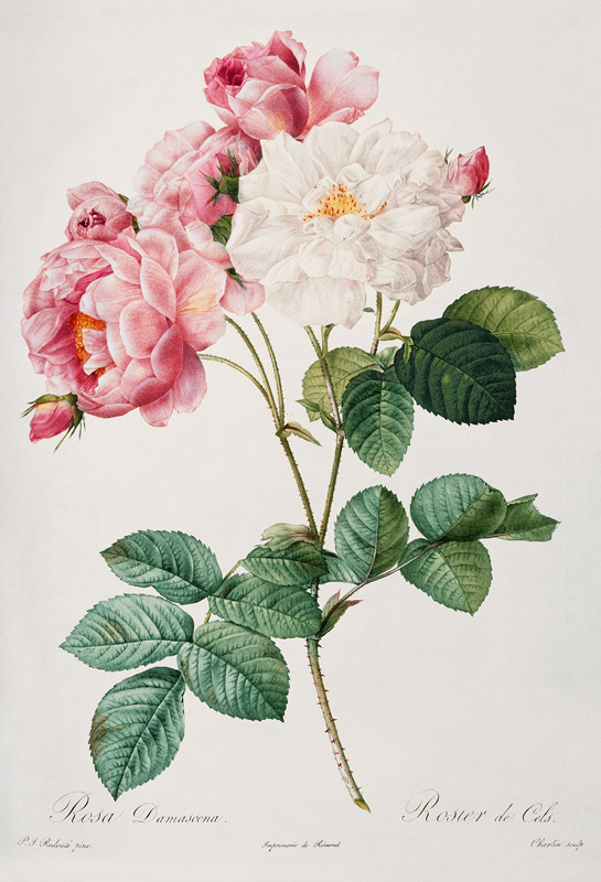 Damask Rose from Pierre Joseph Redouté