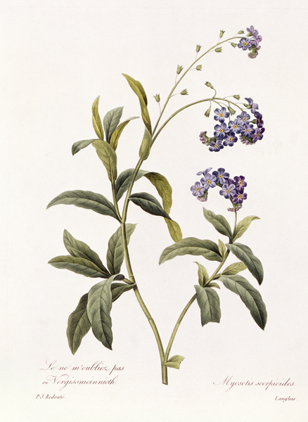 Forget-me-not from Pierre Joseph Redouté