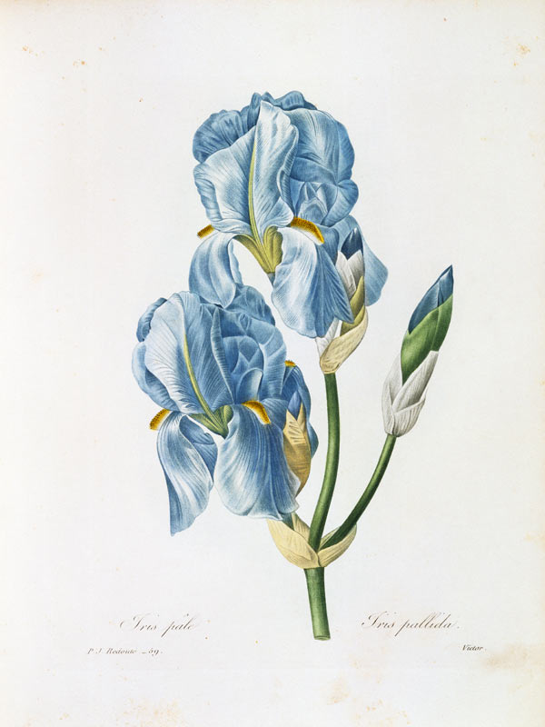 Pale Iris / Redouté from Pierre Joseph Redouté