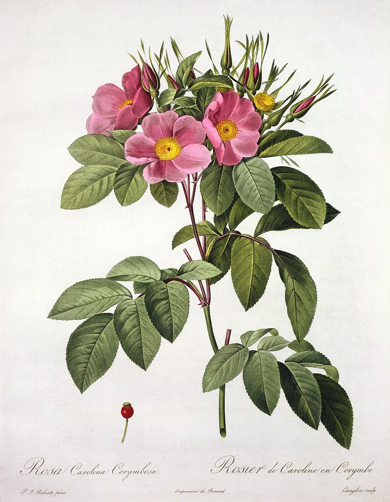 Rosa Carolina Corymbosa, engraved by Langlois, from 'Les Roses' from Pierre Joseph Redouté