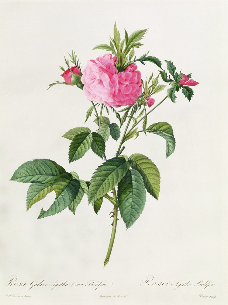 Rosa Gallica Agatha Prolifera from Pierre Joseph Redouté