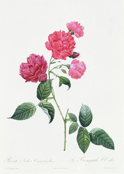 Rosa Indica Caryophyllea from Pierre Joseph Redouté