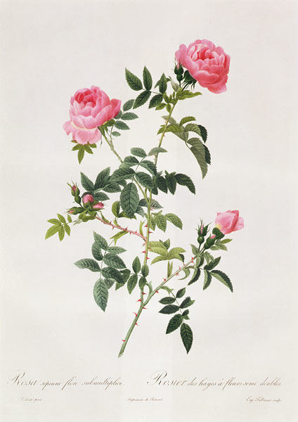 Rosa Sepium Flore Submultiplici from Pierre Joseph Redouté