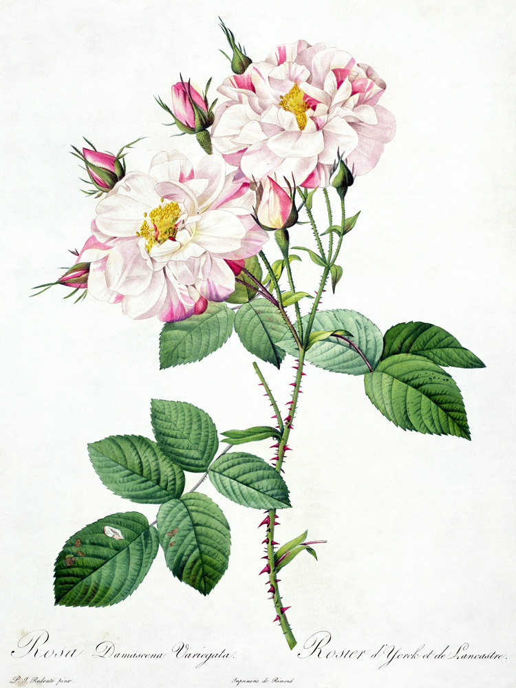 Rosa damascena variegata (York and Lancaster rose), engraved by Bessin, from 'Les Roses' from Pierre Joseph Redouté