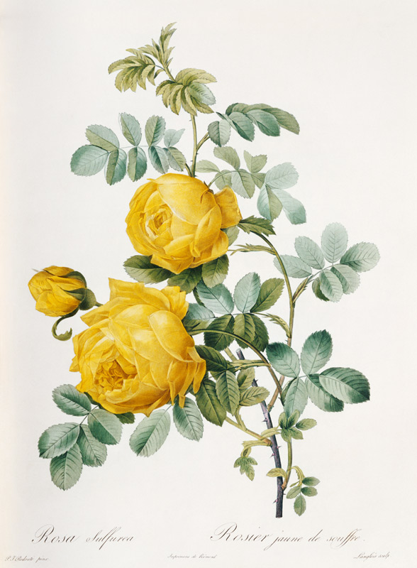 Rosa sulfurea / Egraving after Redoute from Pierre Joseph Redouté