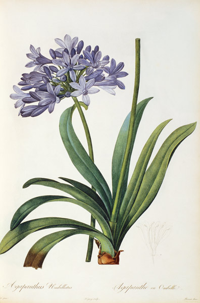 Agapanthus umbrellatus, from `Les Liliacees' from Pierre Joseph Redouté