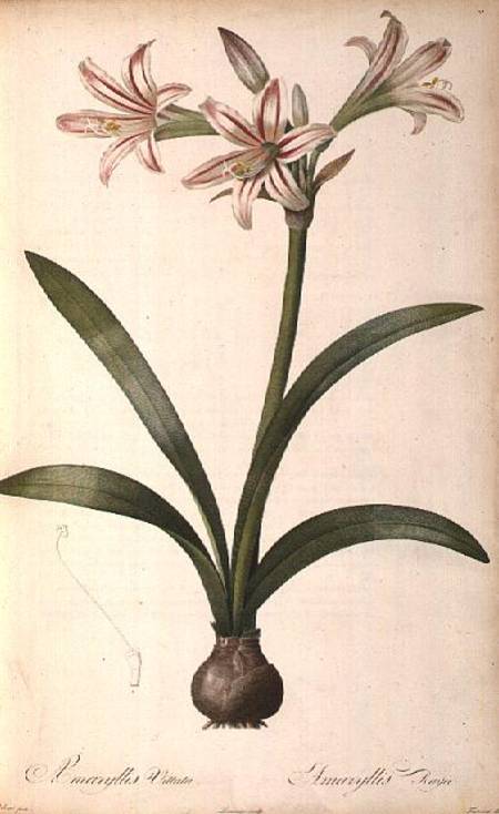Amaryllis Vittata, from `Les Liliacees Amaryllisees' from Pierre Joseph Redouté