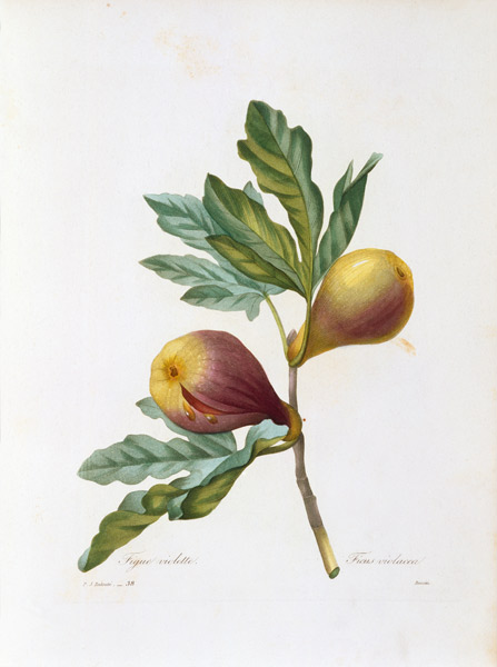 Fig Still life from Pierre Joseph Redouté