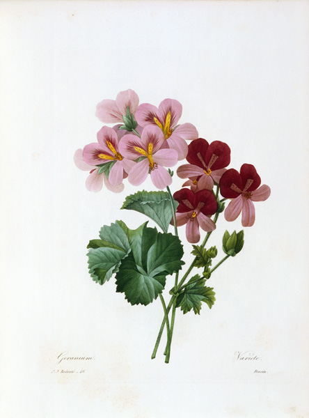 Geranium / Redouté from Pierre Joseph Redouté
