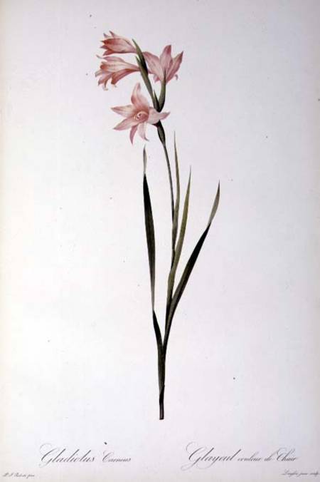Gladiolus Carneus, from `Les liliacees' from Pierre Joseph Redouté