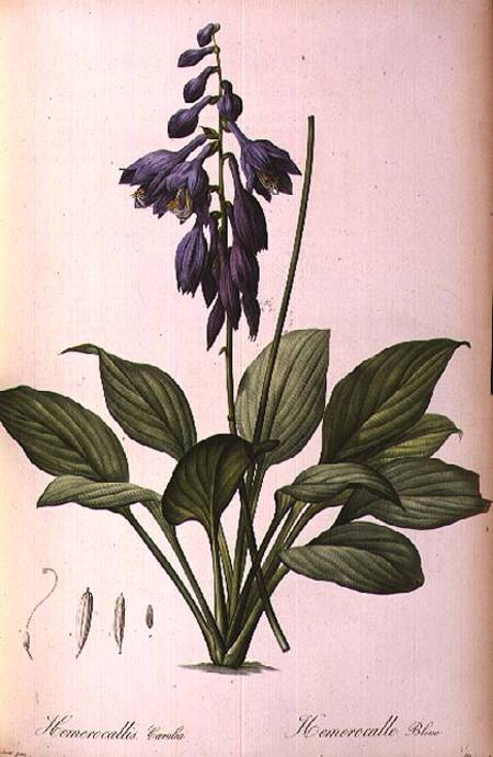 Hemerocallis Caerulea, from `Les Liliacees' from Pierre Joseph Redouté