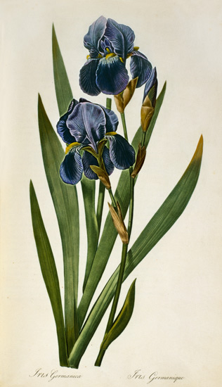 Iris Germanica, from `Les Liliacees' from Pierre Joseph Redouté