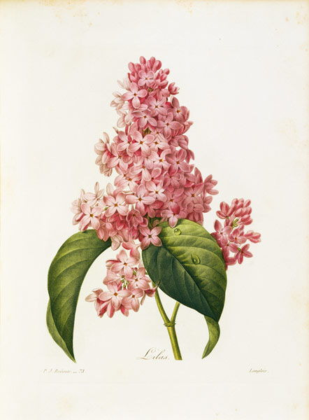 Lilac / Redouté from Pierre Joseph Redouté