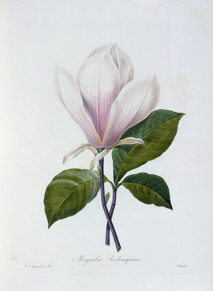 Magnolia / Redouté from Pierre Joseph Redouté