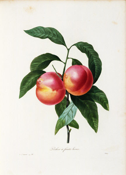 Nectarine / Redouté from Pierre Joseph Redouté