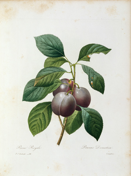 Plum / Redouté from Pierre Joseph Redouté