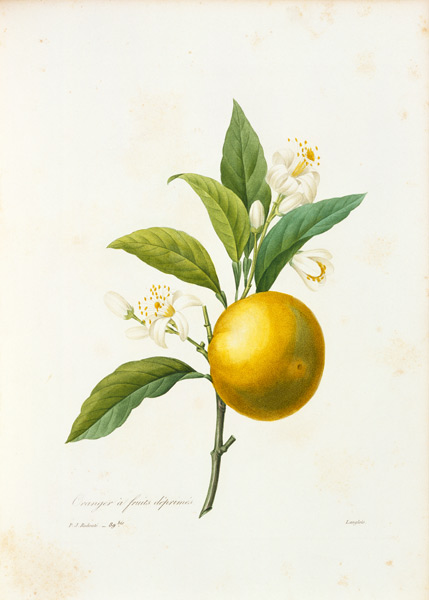 Orange from Pierre Joseph Redouté