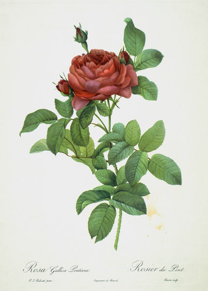 Rosa Gallica Pontiana from Pierre Joseph Redouté