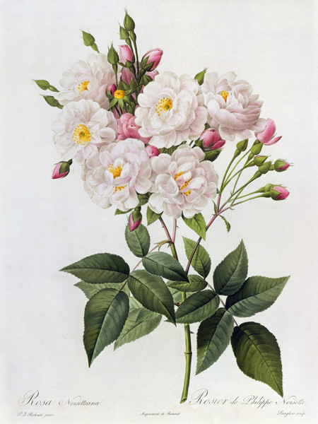 Rosa Noisettiana from Pierre Joseph Redouté