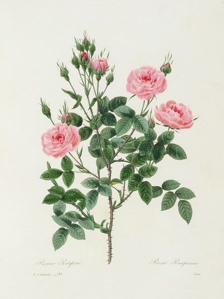Rosa Pomponia / Redouté 1835 from Pierre Joseph Redouté