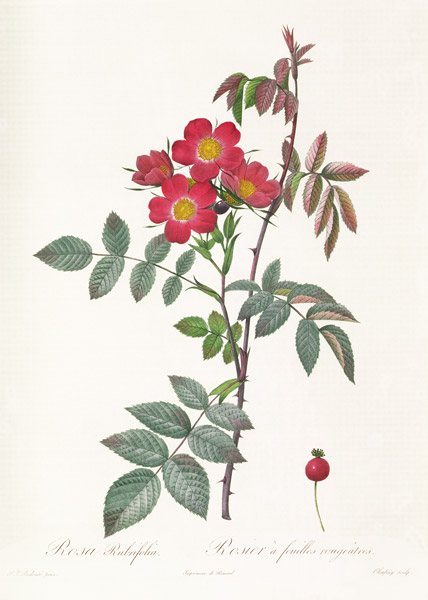 Rosa Rubrifolia from Pierre Joseph Redouté
