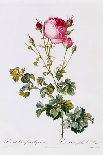 Rosa Centifolia Bipinnata from Pierre Joseph Redouté
