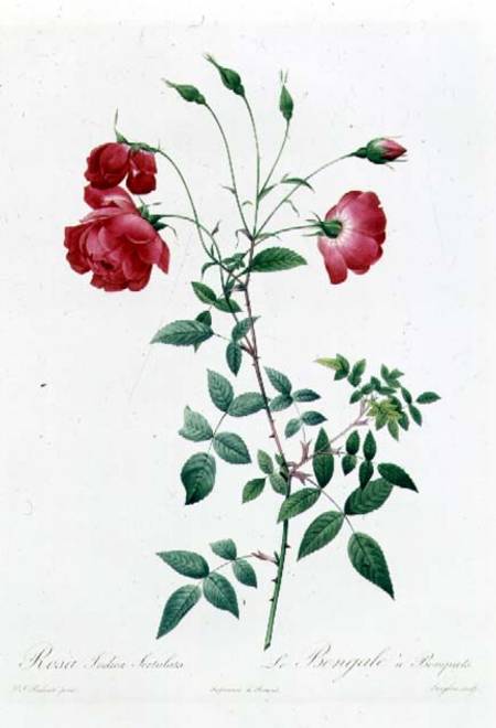 Rosa Indica Sertulata from Pierre Joseph Redouté