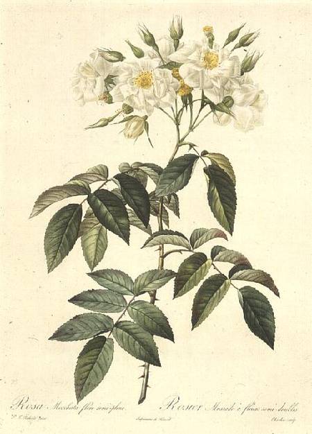 Rosa Moschata Flora Semi-Pleno from Pierre Joseph Redouté