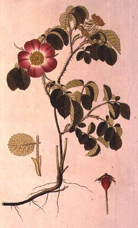 Rosa Pumila, from 'Les Roses' Vol II from Pierre Joseph Redouté