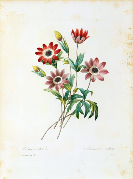 Star anemone / Redouté from Pierre Joseph Redouté