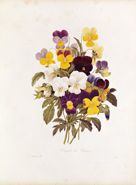 A federation of pansies from Pierre Joseph Redouté