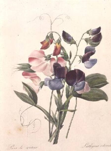 Sweet Peas (Lathyrus odoratur) from 'Choix des Plus Belles Fleurs' from Pierre Joseph Redouté