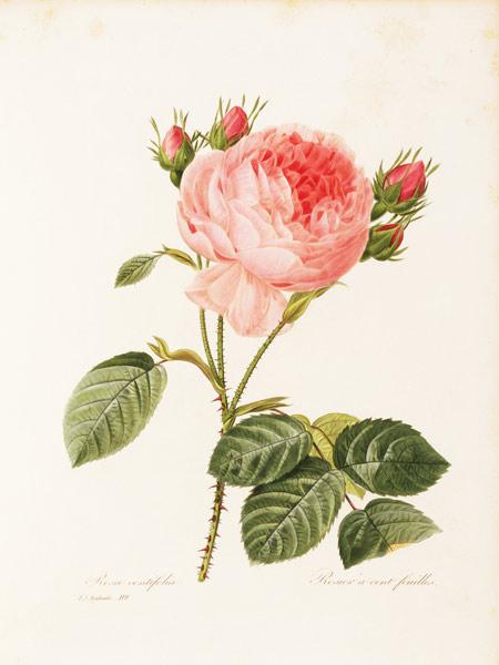 Rosa indica cruenta (blood-red Bengal ro - Pierre Joseph Redouté as art ...
