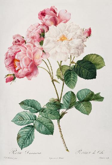 Damask Rose