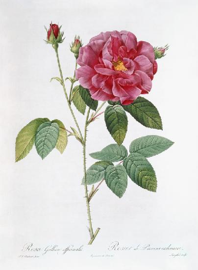 The rose Rosa Gallica Officinalis.