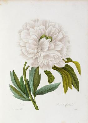 Peony / Redouté