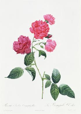 Rosa Indica Caryophyllea