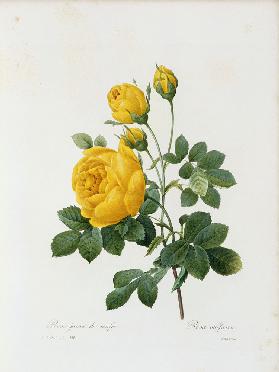 Yellow Rose / / Redouté 1835