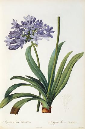 Agapanthus umbrellatus, from `Les Liliacees'