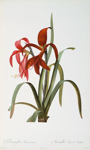 Amaryllis Formosissima, from `Les Liliacees'