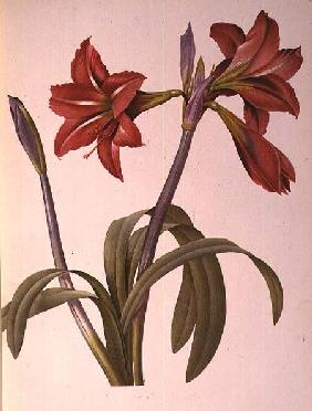 Amaryllis Brasiliensis, from `Les Liliacees'