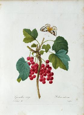 Redcurrant / Redouté