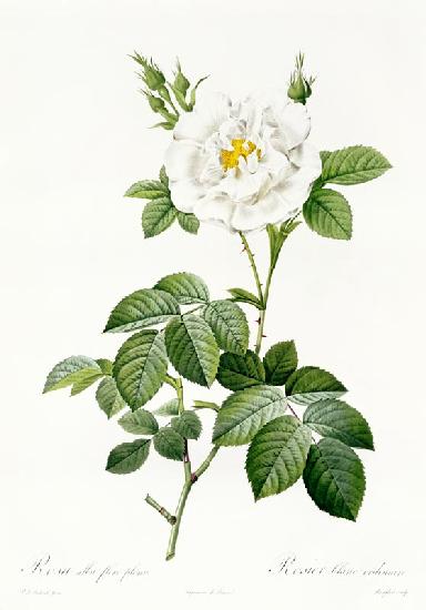 Rosa Alba flore pleno